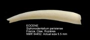 EOCENE-BARTONIAN Siphonodentalium parisiense